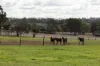 172, Cawdor QLD 4352-Image