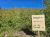 20 Diamond Court, Beaudesert QLD 4285-Image