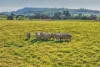 30 Mendham Street, Barry via, Blayney NSW 2799-Image