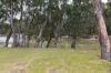 31 ARMSTRONG Drive, Barham NSW 2732-Image