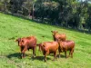 362, Coorabell NSW 2479-Image
