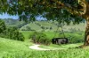 362, Coorabell NSW 2479-Image