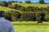 369 Coolamon Scenic Drive, Coorabell NSW 2479-Image