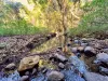 369 Coolamon Scenic Drive, Coorabell NSW 2479-Image