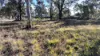 871 Timor Road, Coonabarabran NSW 2357-Image