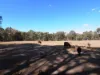 , Amphitheatre VIC 3468-Image