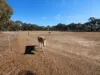 , Amphitheatre VIC 3468-Image