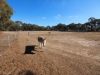 , Amphitheatre VIC 3468-Image