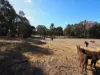 , Amphitheatre VIC 3468-Image