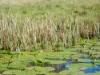 , Armstrong Creek QLD 4520-Image