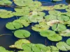 , Armstrong Creek QLD 4520-Image