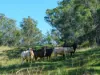 , Armstrong Creek QLD 4520-Image