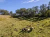 , Armstrong Creek QLD 4520-Image