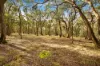 , Carngham VIC 3351-Image