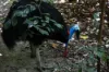 , Cassowary QLD 4873-Image