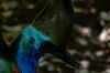 , Cassowary QLD 4873-Image