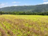 , Cassowary QLD 4873-Image
