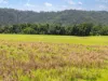, Cassowary QLD 4873-Image