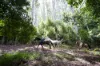 , Coorabell NSW 2479-Image