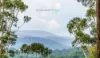, Coorabell NSW 2479-Image