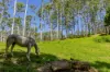 , Coorabell NSW 2479-Image