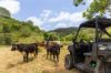 , Cootharaba QLD 4565-Image