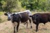, Cootharaba QLD 4565-Image