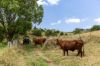 , Cootharaba QLD 4565-Image