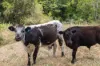 , Cootharaba QLD 4565-Image