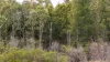 Lot 21 Baldaw Road, Captain Creek QLD 4677-Image