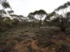 Lots 1-6 Towns Street, Chillingollah VIC 3585-Image