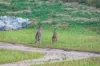 Multiple Lots Mulholland Parkway, Bathurst NSW 2795-Image