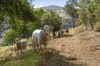 0 Lefthand Branch Road, Lefthand Branch, Qld 4343-Image