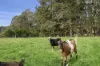 1 Valley Ridges Road, Bilpin NSW 2758-Image