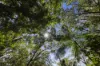 1000 Urliup Road, Urliup, NSW 2484-Image