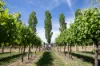 1034 The Escort Way, Orange, NSW 2800-Image