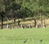 1060 Dry Creek Road, Scone NSW 2337-Image