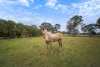 109 Sandy Creek Road, Mount Vincent, NSW 2323-Image