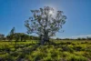 10A Sandy Point Road, Monaltrie, NSW 2480-Image