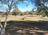 11 Pats Road, Plainland, Qld 4341-Image