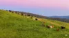 110 Blacks Road, Dalrymple Heights QLD 4757-Image
