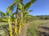 110 Keates Road, Ashwell, Qld 4340-Image