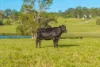 110 Lika Drive, Euroka, NSW 2440-Image