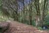 110 Old Colac Road, Beech Forest, Vic 3237-Image