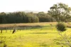 112 Halls Road, Pokolbin, NSW 2320-Image
