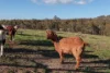 1127 Bocoble Road, Mudgee, NSW 2850-Image
