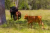1127 Old Maryborough Road, Corella QLD 4570-Image