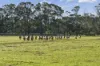 115 Barholme Lane, Murroon, Vic 3243-Image