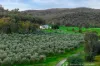 117 Sugarloaf Lane, Beechworth, Vic 3747-Image
