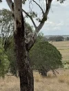 118 Tip Road, Pittsworth, Qld 4356-Image